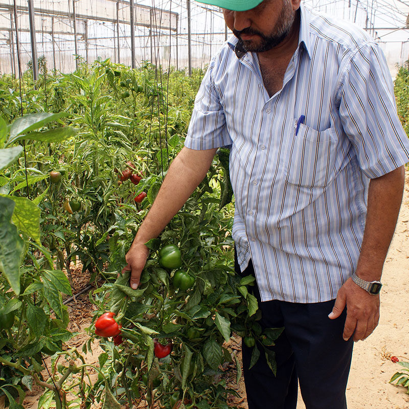 iF Charity - Palestinian Farmer showing his crops